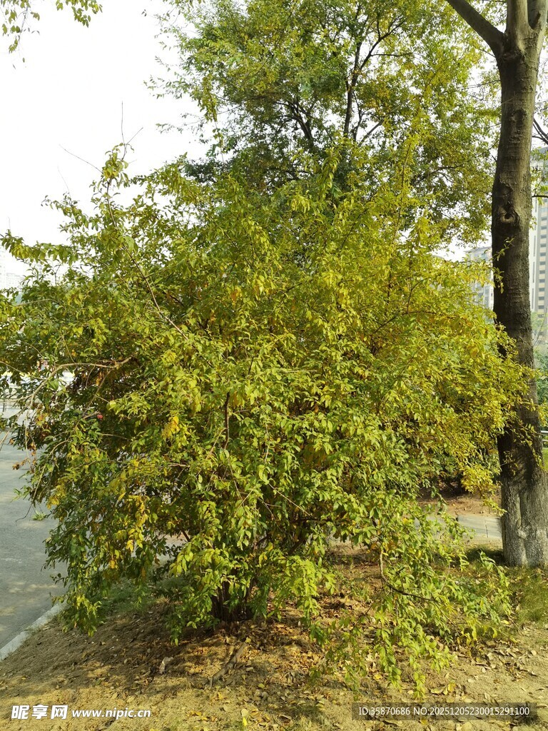 路边茂盛绿植景观