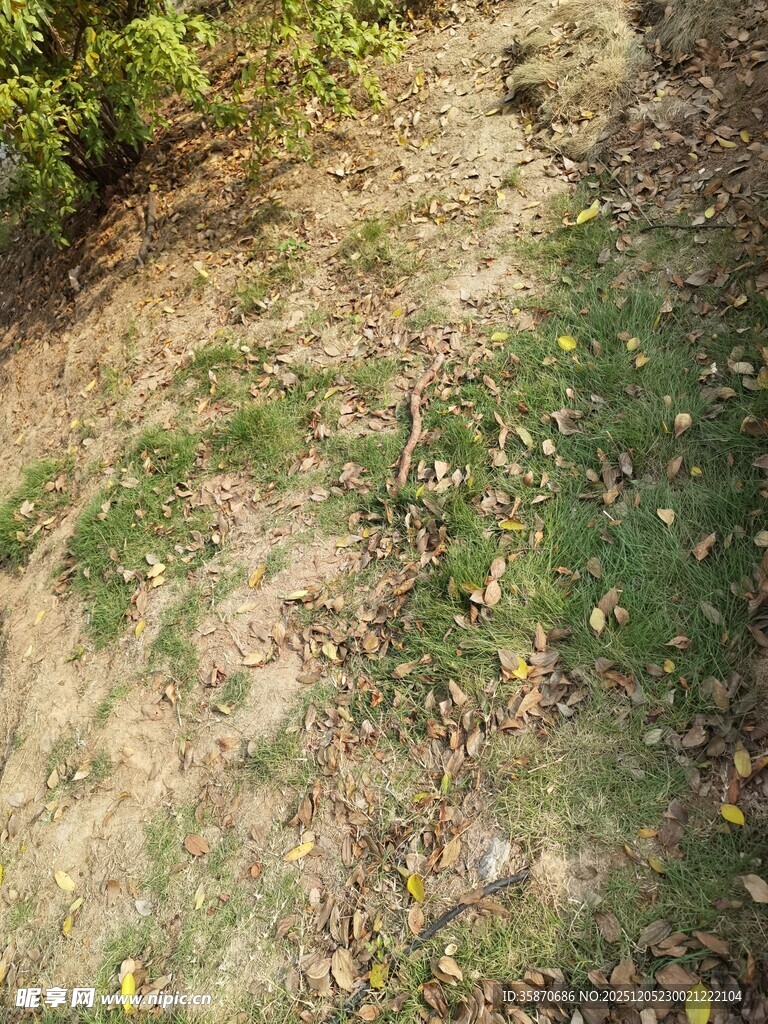 秋日草地小径景象