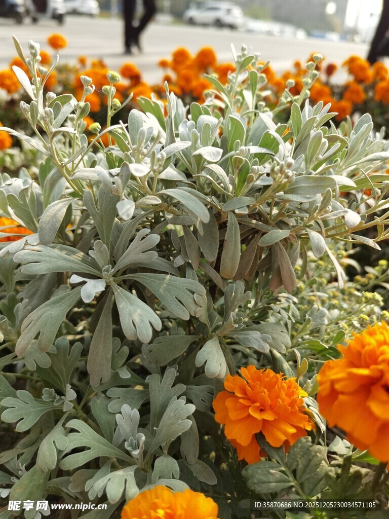 橙色花朵与绿叶的景致