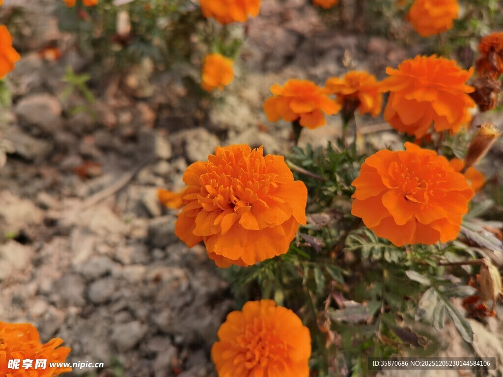橙色万寿菊绽放于田野
