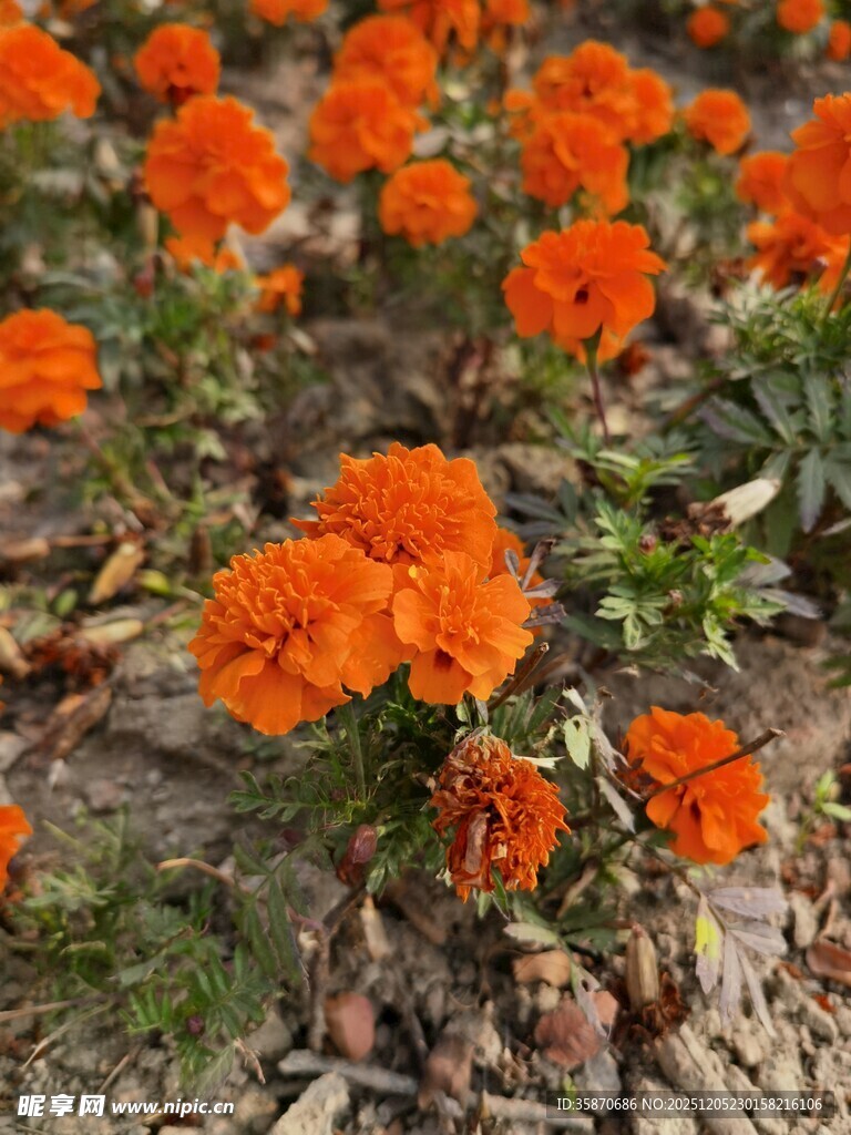 鲜艳橙色万寿菊绽放