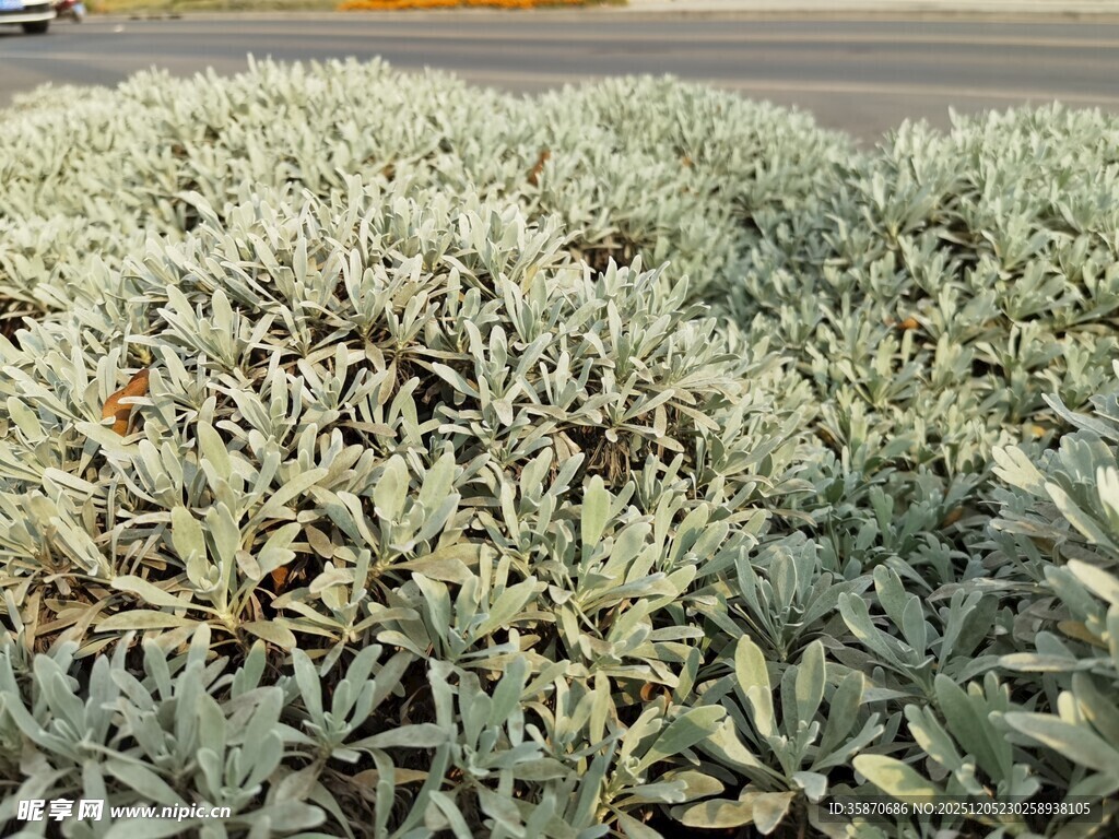 银叶植物景观