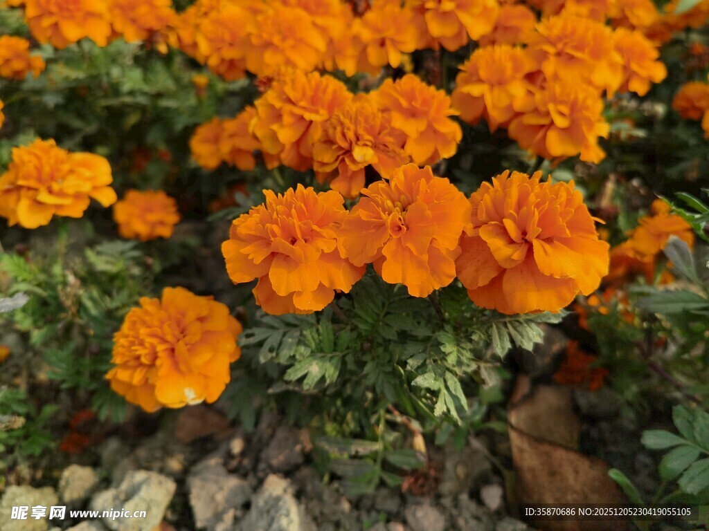 橙色万寿菊绽放美景