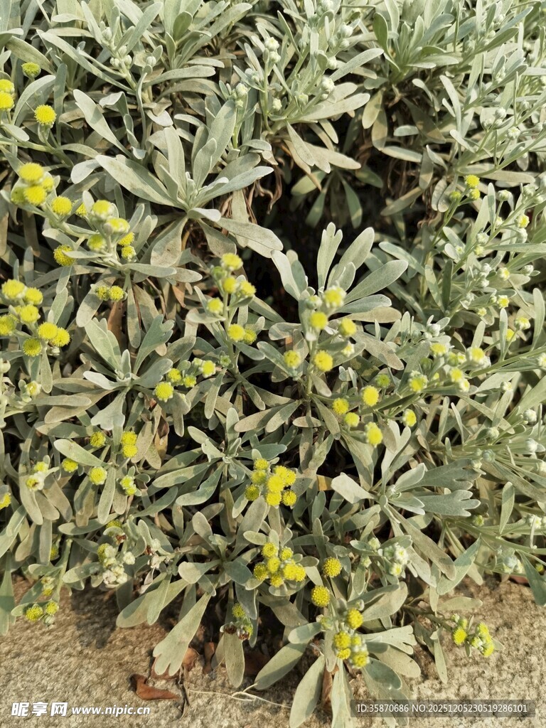 绿叶间的黄色小花绽放