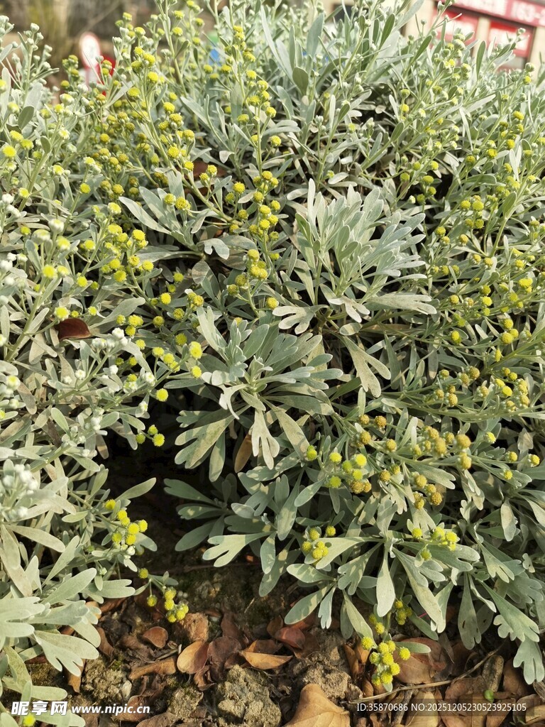 绿叶繁茂的植物景观