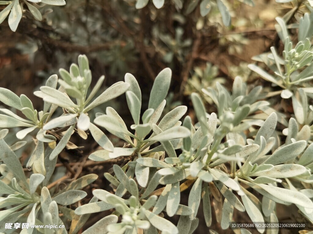 银叶植物特写