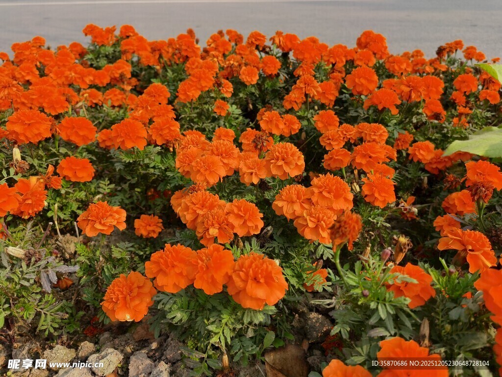 鲜艳橘色花朵绽放