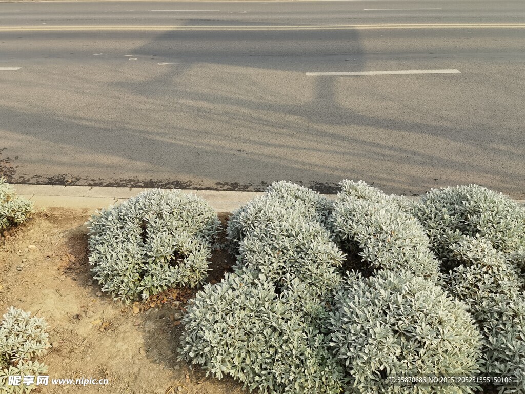 路边灰白灌木丛景观
