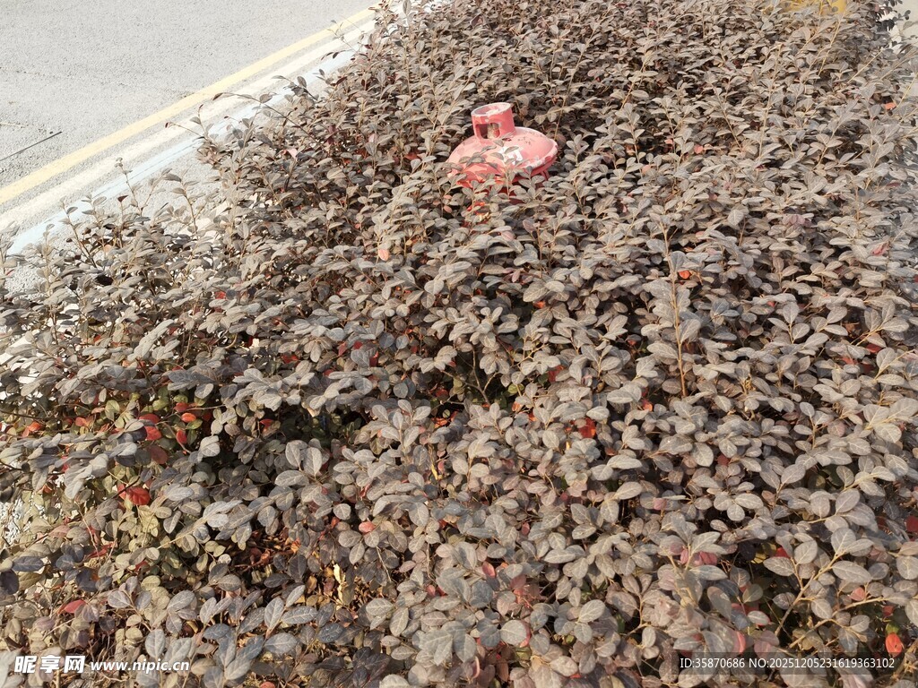 红叶丛中的一抹红果