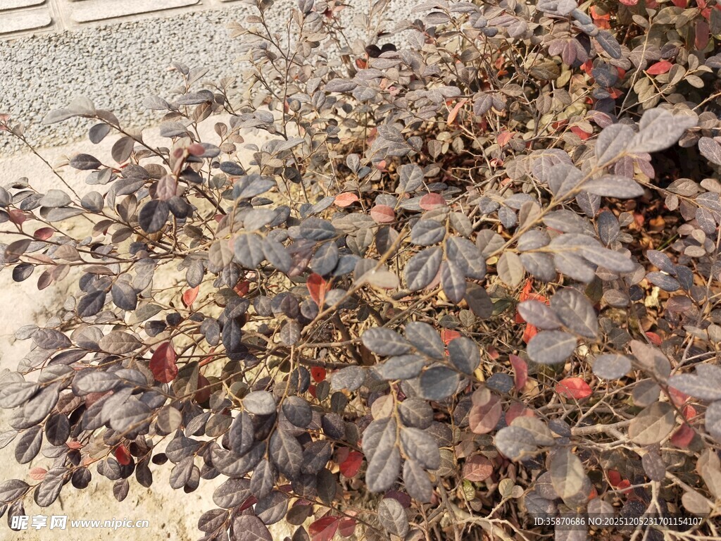 紫叶植物上的红色果实