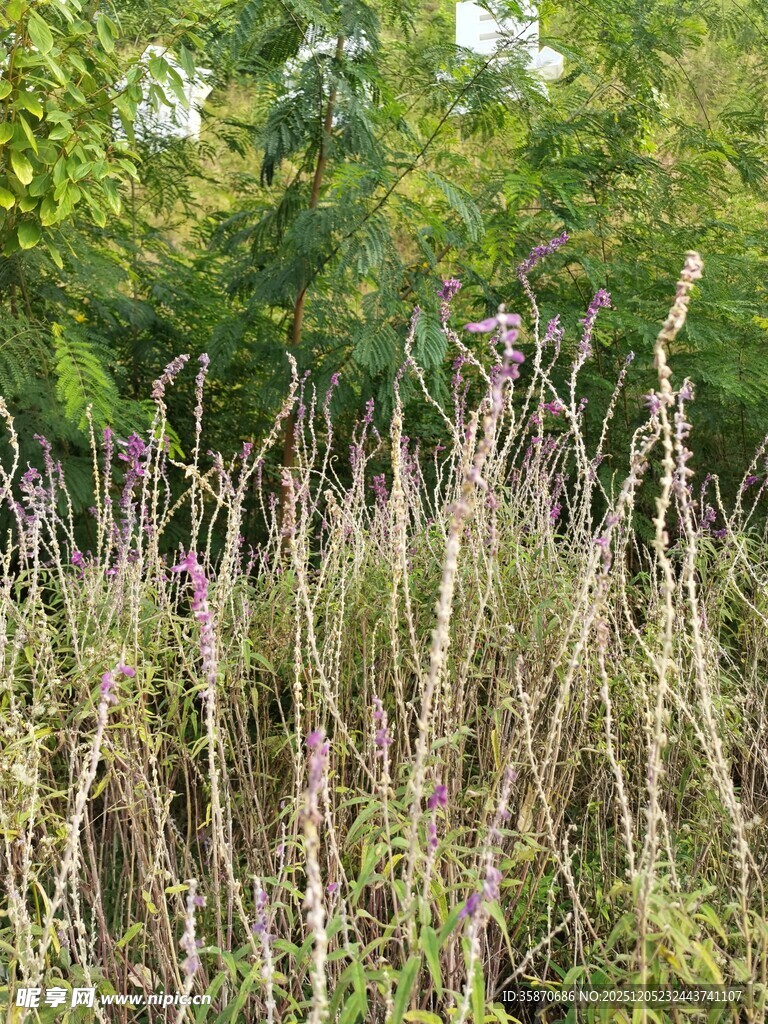 野外繁茂的杂草景象
