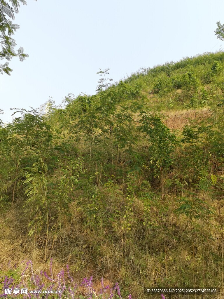 绿意盎然的山坡植被景观