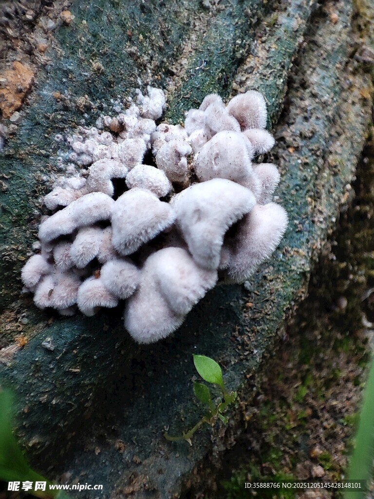 树干上的白色蘑菇群