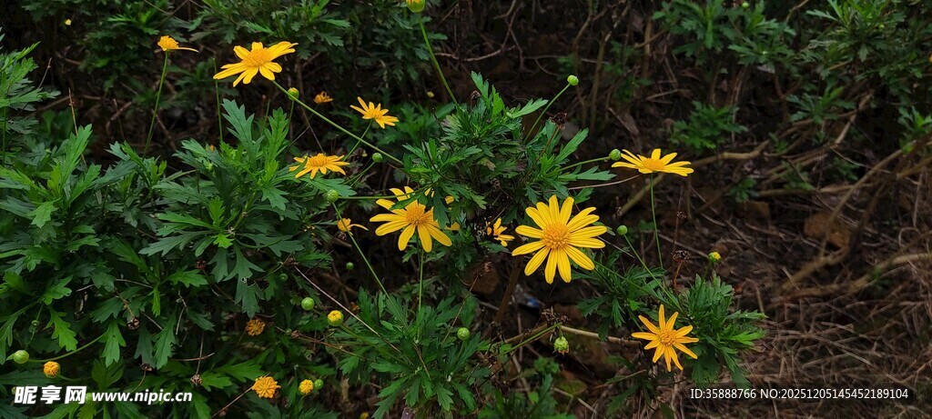 黄色小花绽放于绿叶间