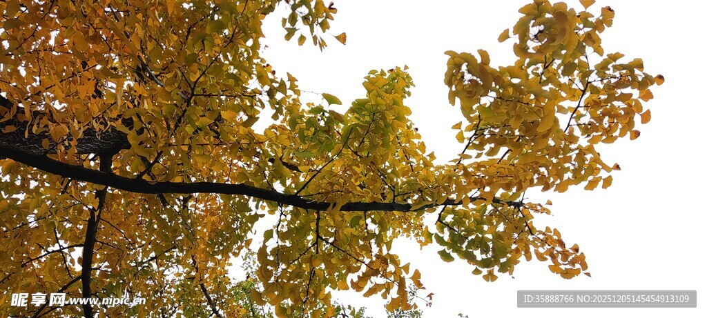 秋日树梢的斑斓黄叶