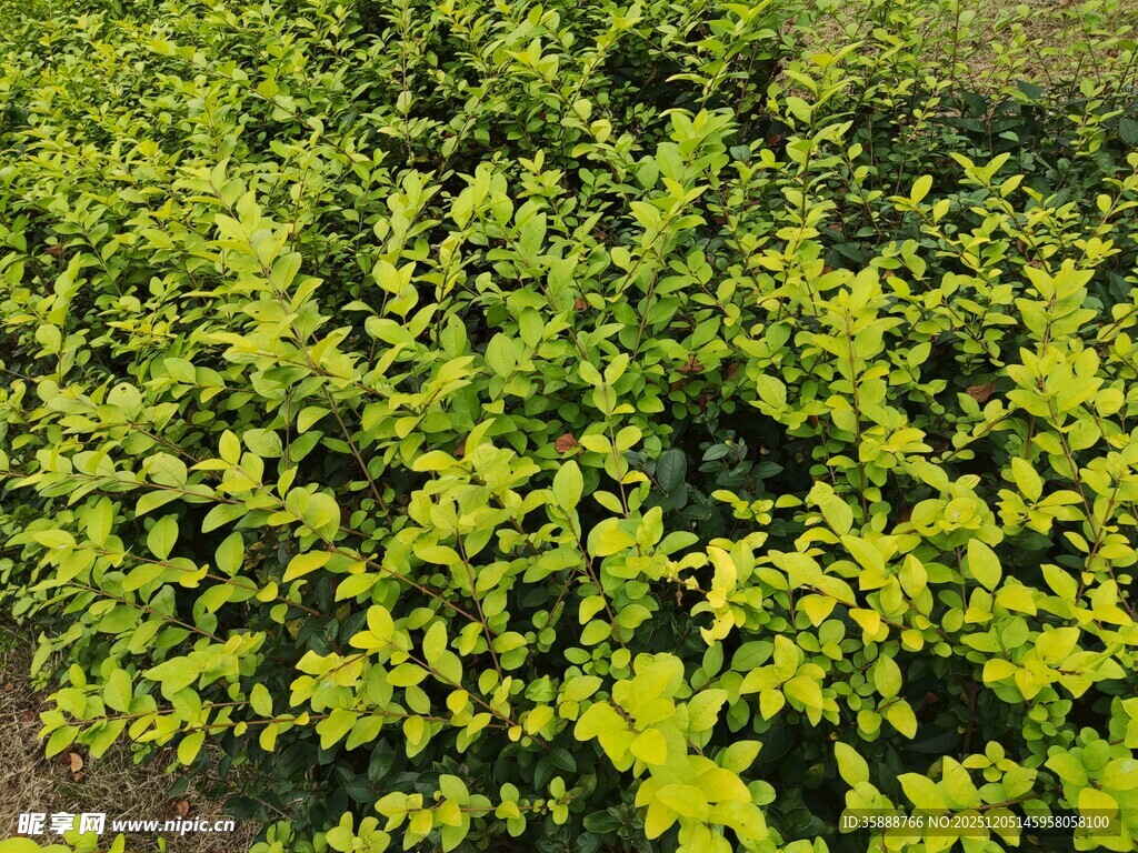 翠绿繁茂的灌木丛