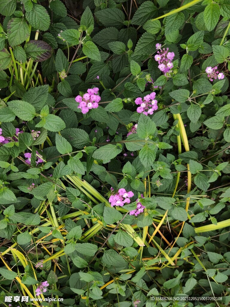 绿叶丛中的粉色小花