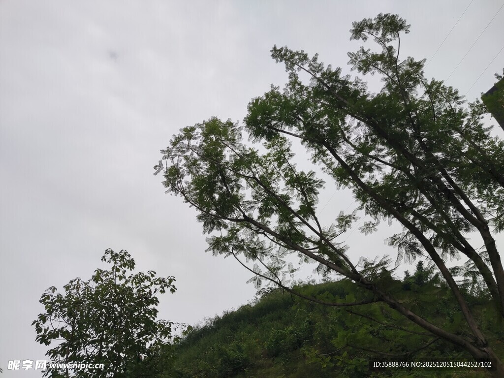 山林树梢绿意盎然