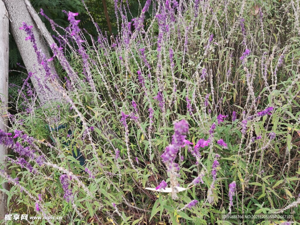 紫色野花绽放于草丛间
