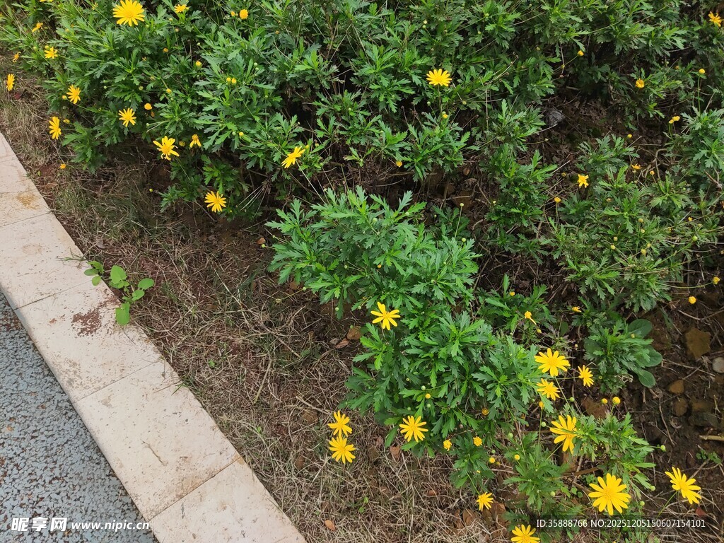 路边绽放的黄色小花