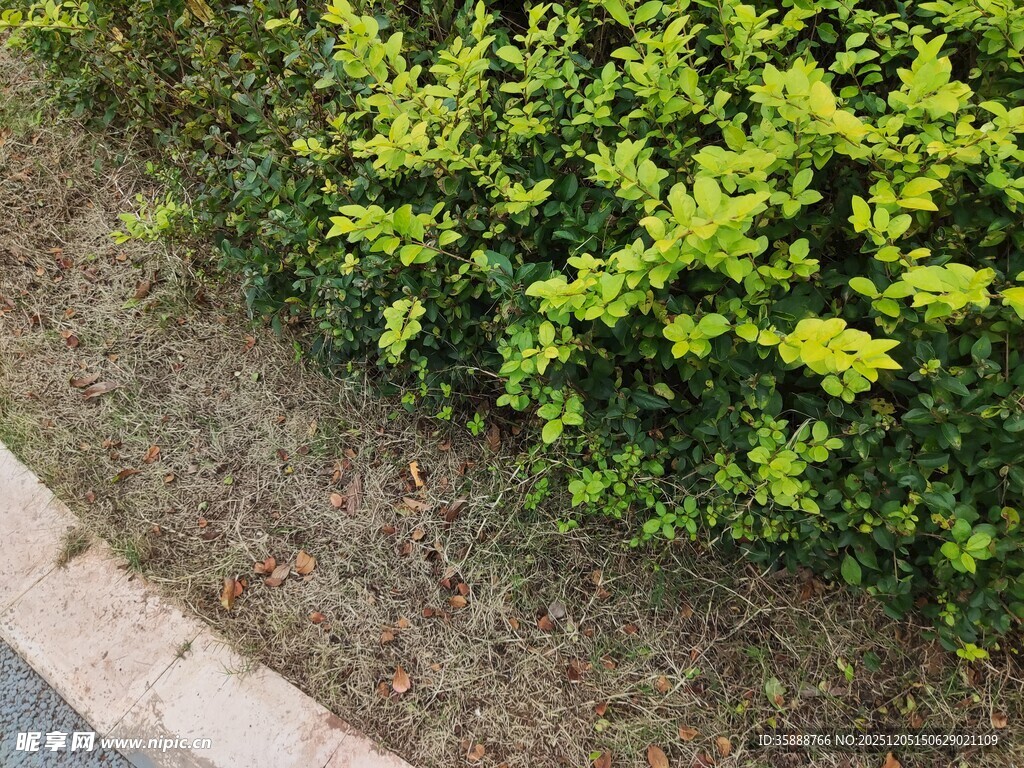 翠绿灌木旁的砖石小径