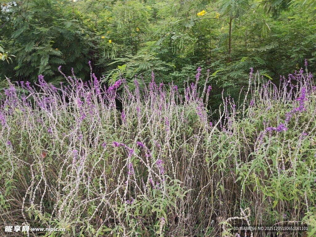 紫色花草丛绿意背景