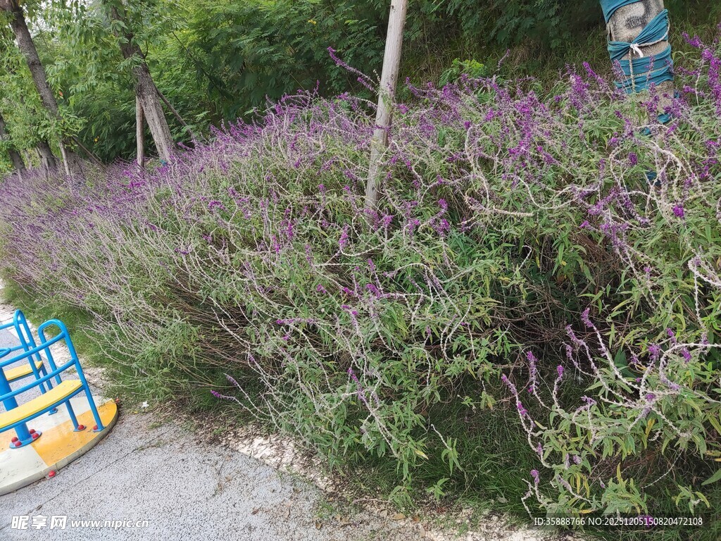 路边紫色花丛景观