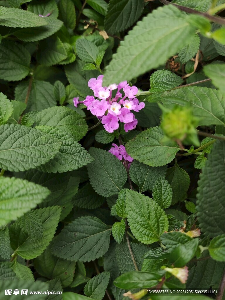绿叶丛中的娇艳紫花