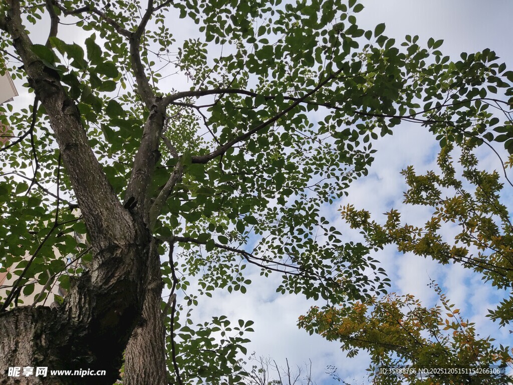 仰视繁茂大树与蓝天