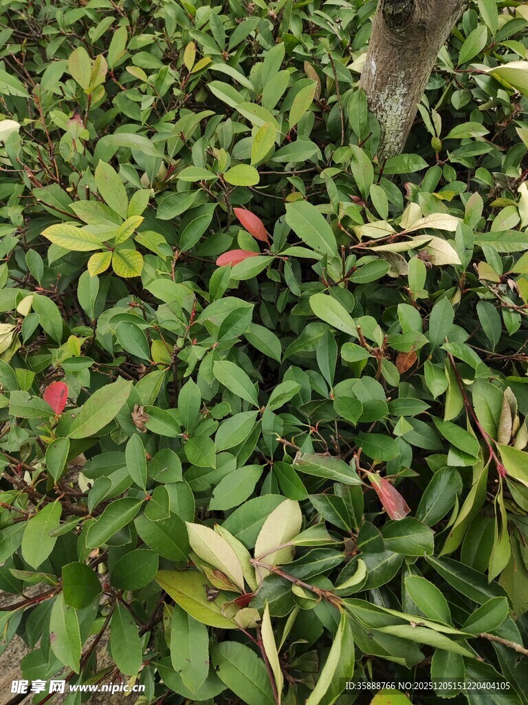 绿叶间点缀的娇艳小花