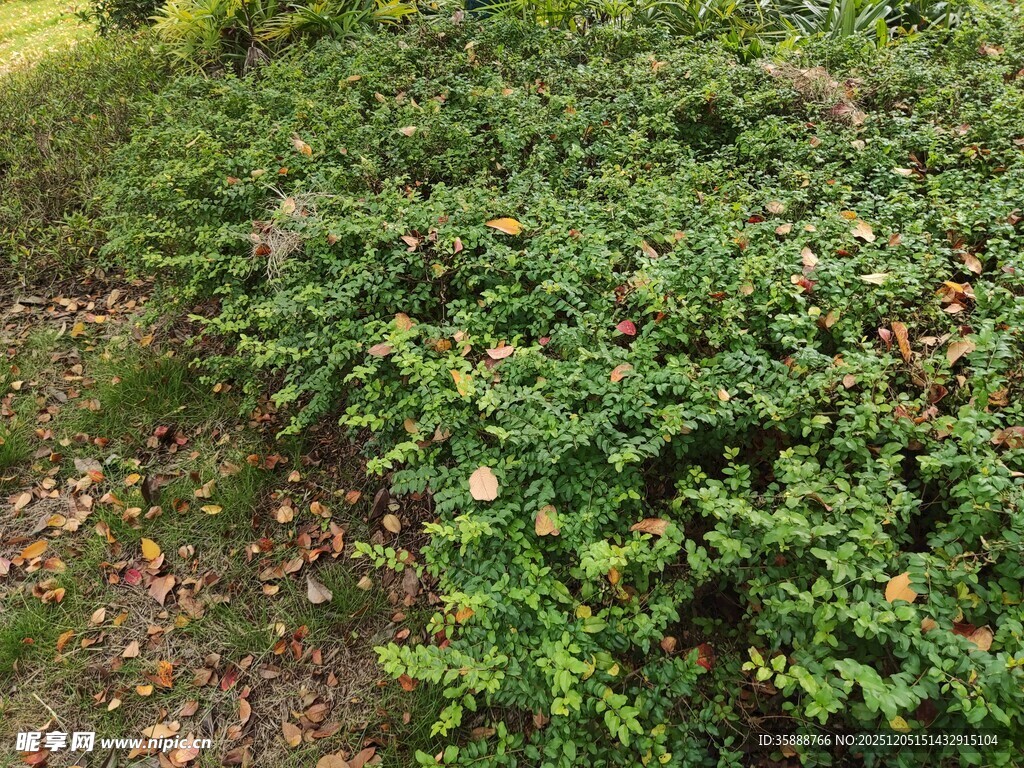翠绿繁茂的地面绿植景观