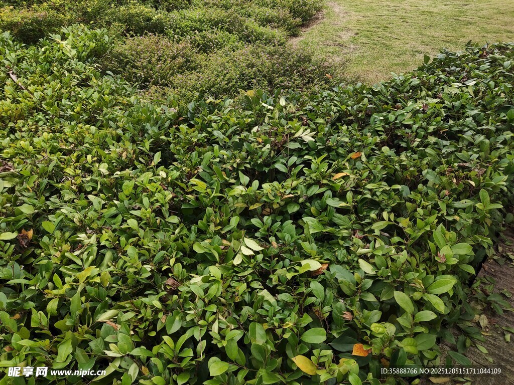 绿意盎然的繁茂植物景观