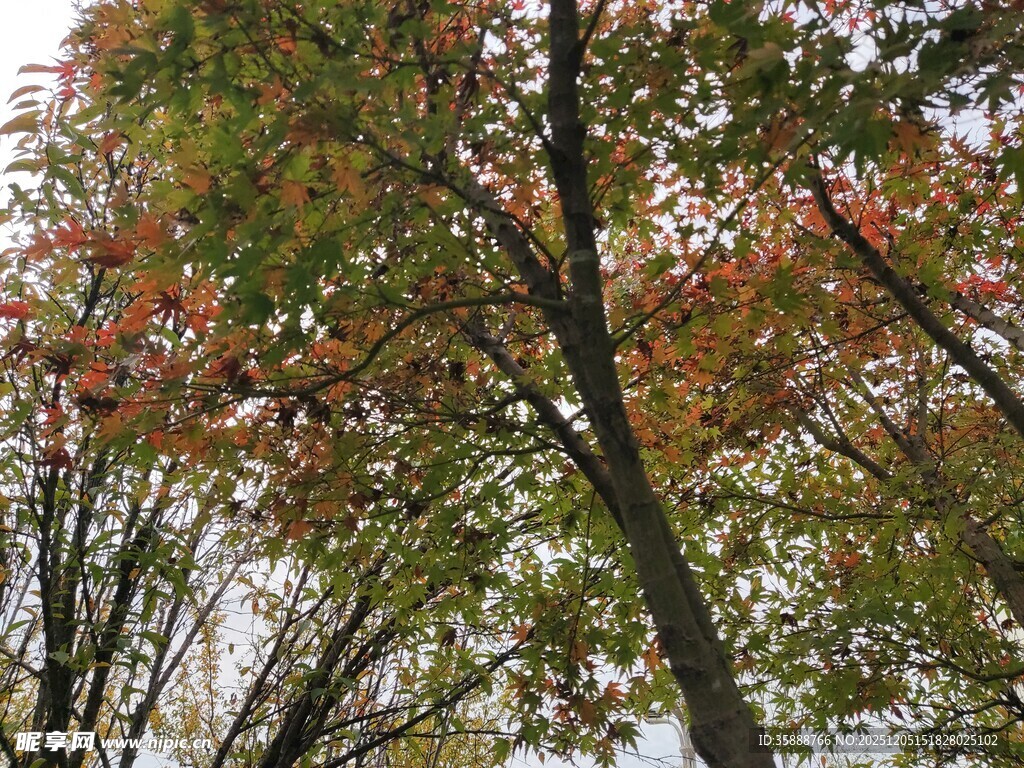 秋日斑斓树梢景致