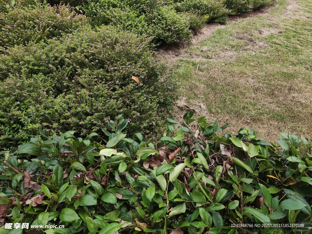 绿意盎然的植物景观