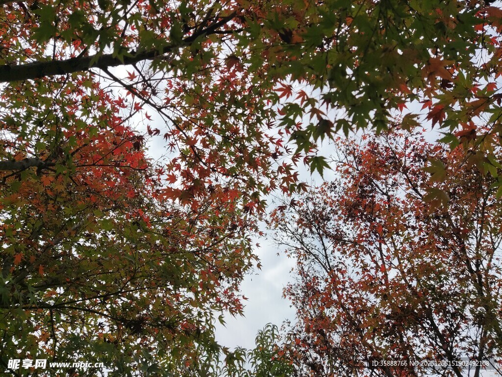 秋日斑斓树梢景致