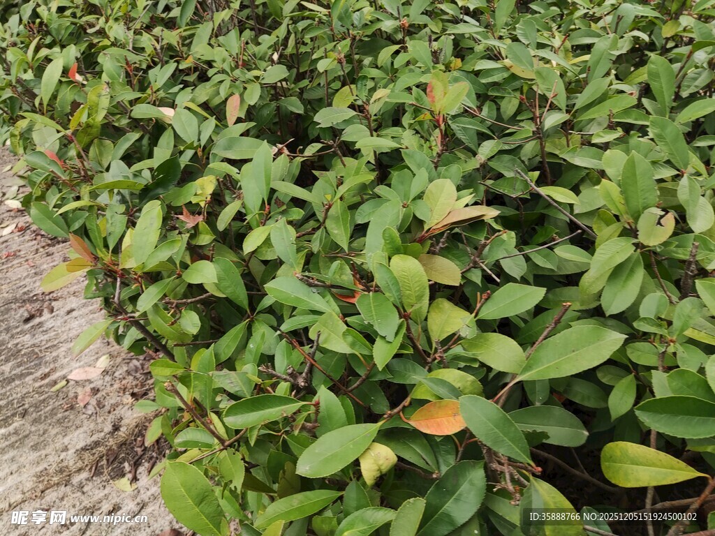绿叶繁茂的植物景观