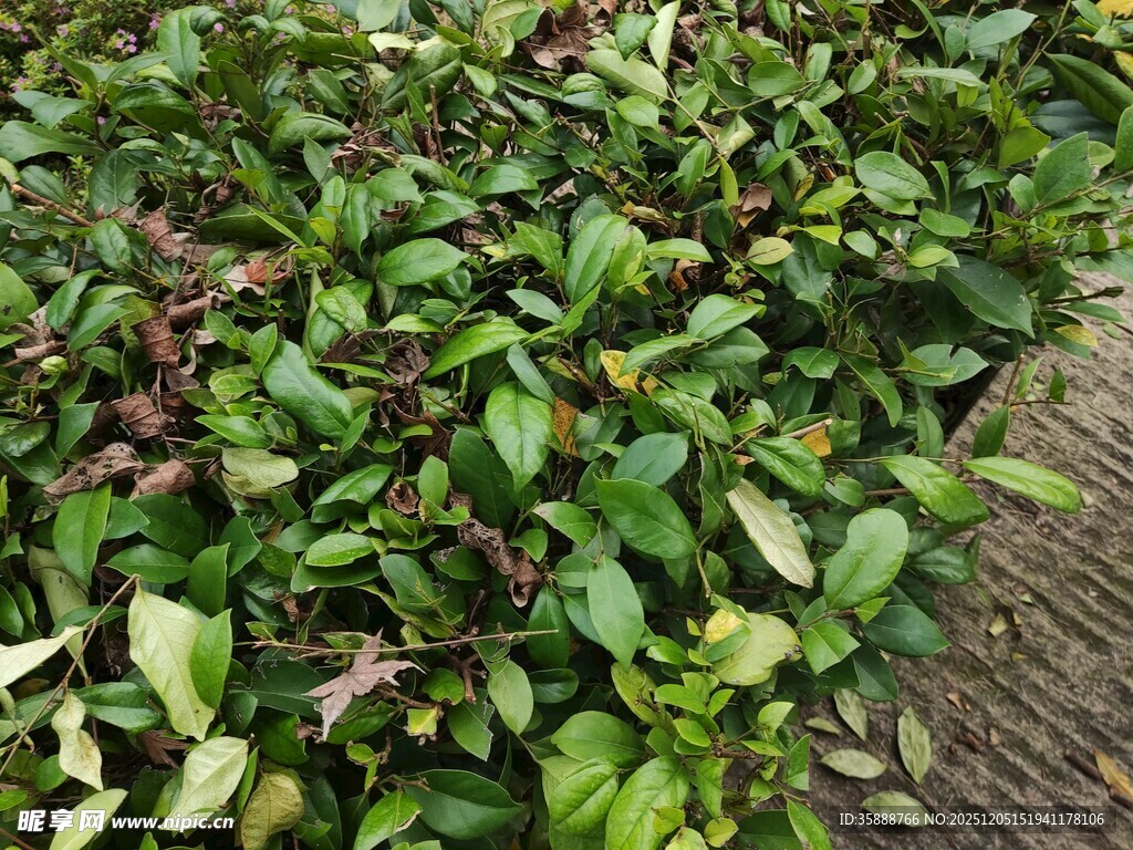 绿叶繁茂的植物景观