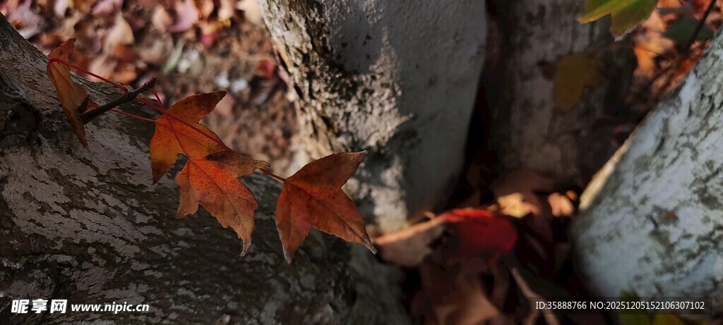 秋日树干上的斑斓菌类
