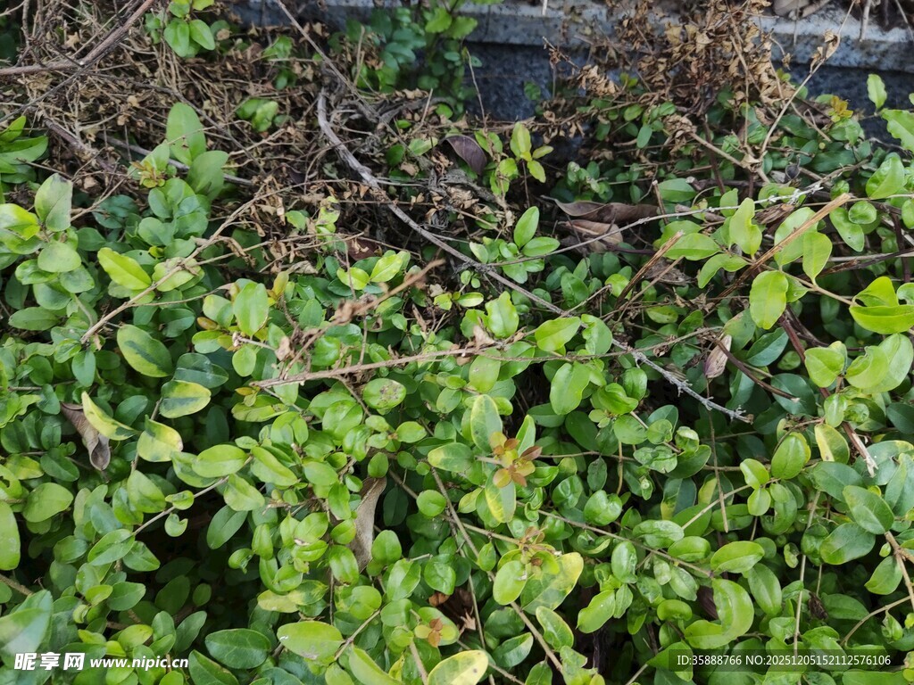 翠绿繁茂的地面植物景观
