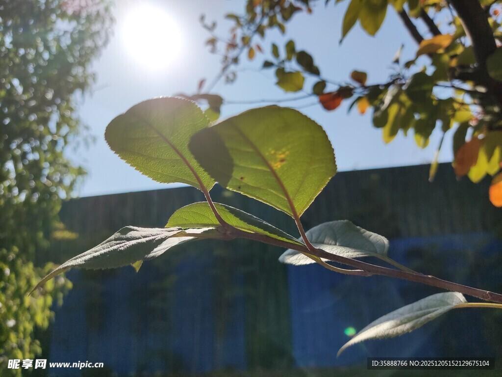 阳光下的绿叶与枝头果实