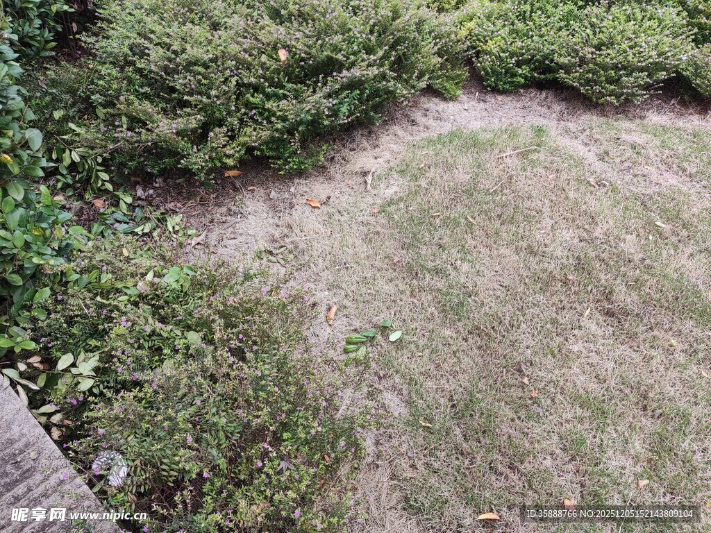 庭院草地与绿植景观