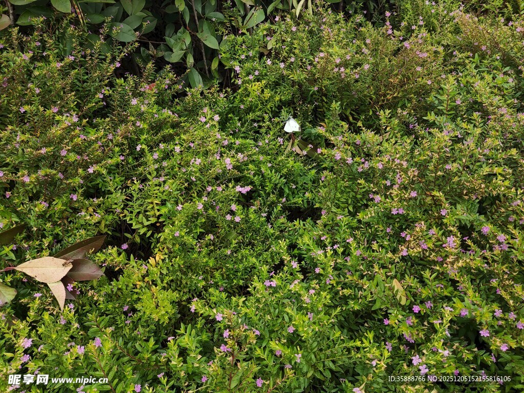 地面繁茂绿植景象