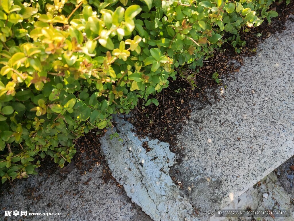 路边绿植与石板缝隙景象