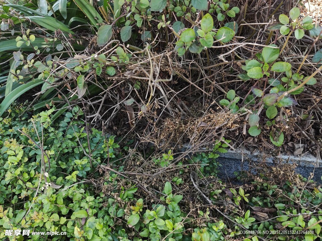 杂草丛生的植物景观