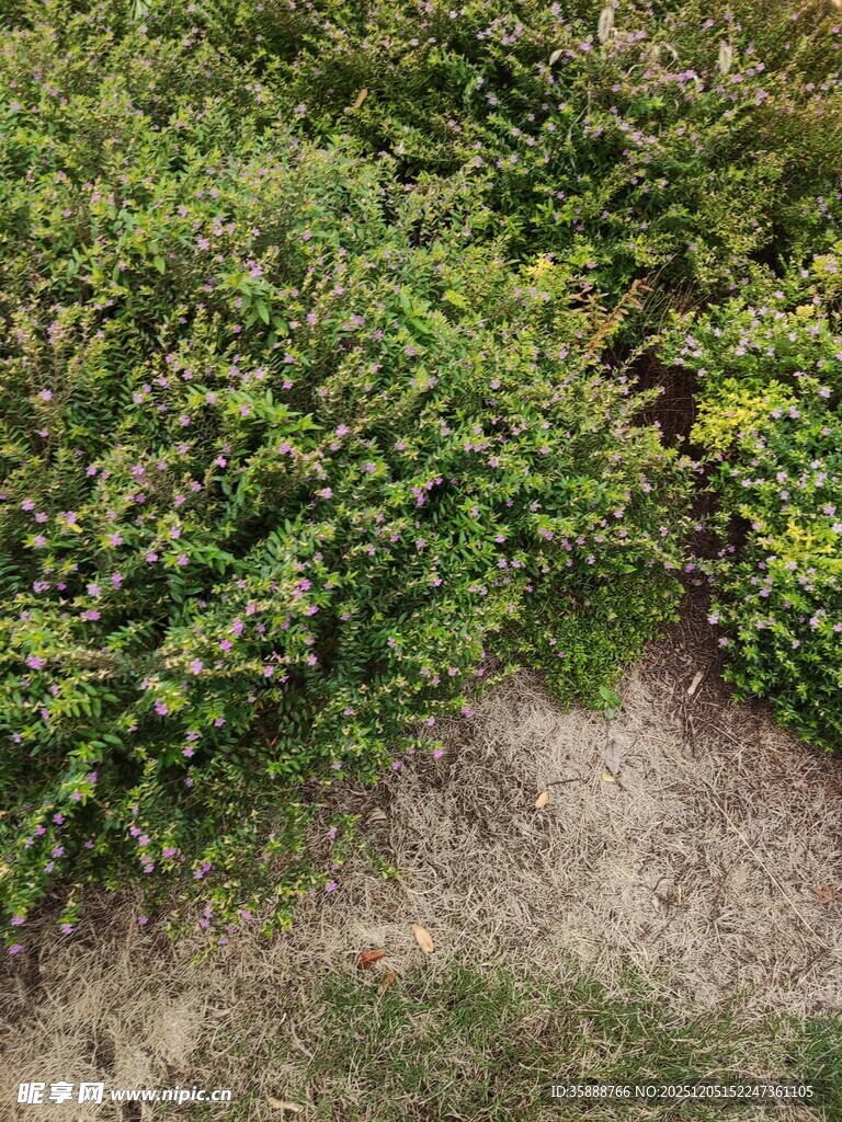 地面绿植与裸露土地景象