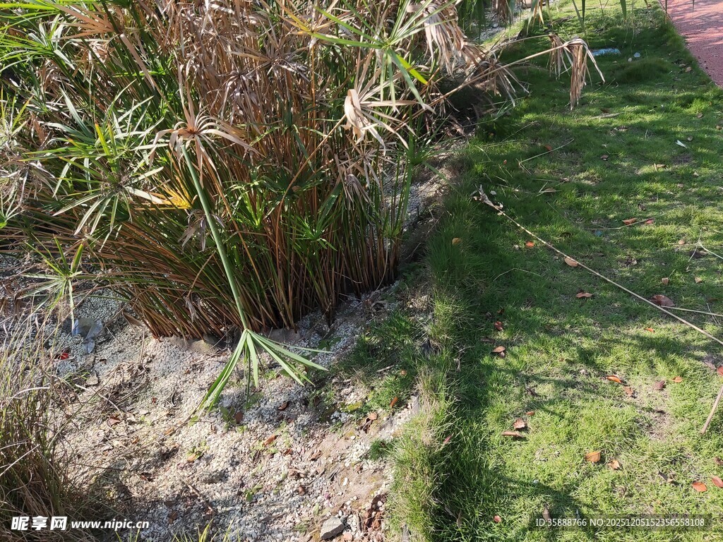 阳光下的绿植与地面景观