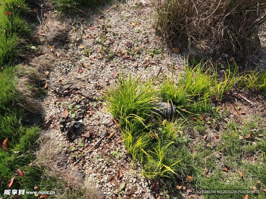 野外地面的绿植与泥土