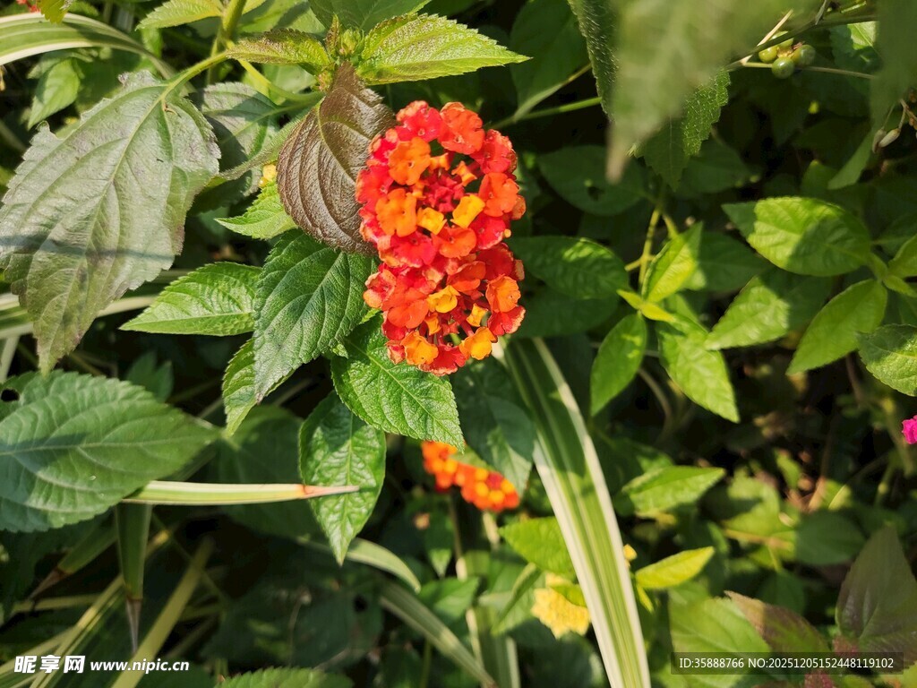 鲜艳红花朵绽放绿叶间