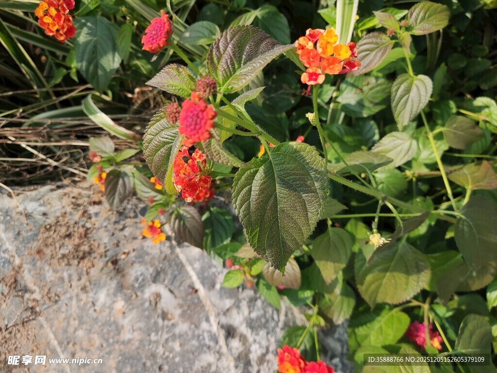 鲜艳花卉绽放于绿叶间