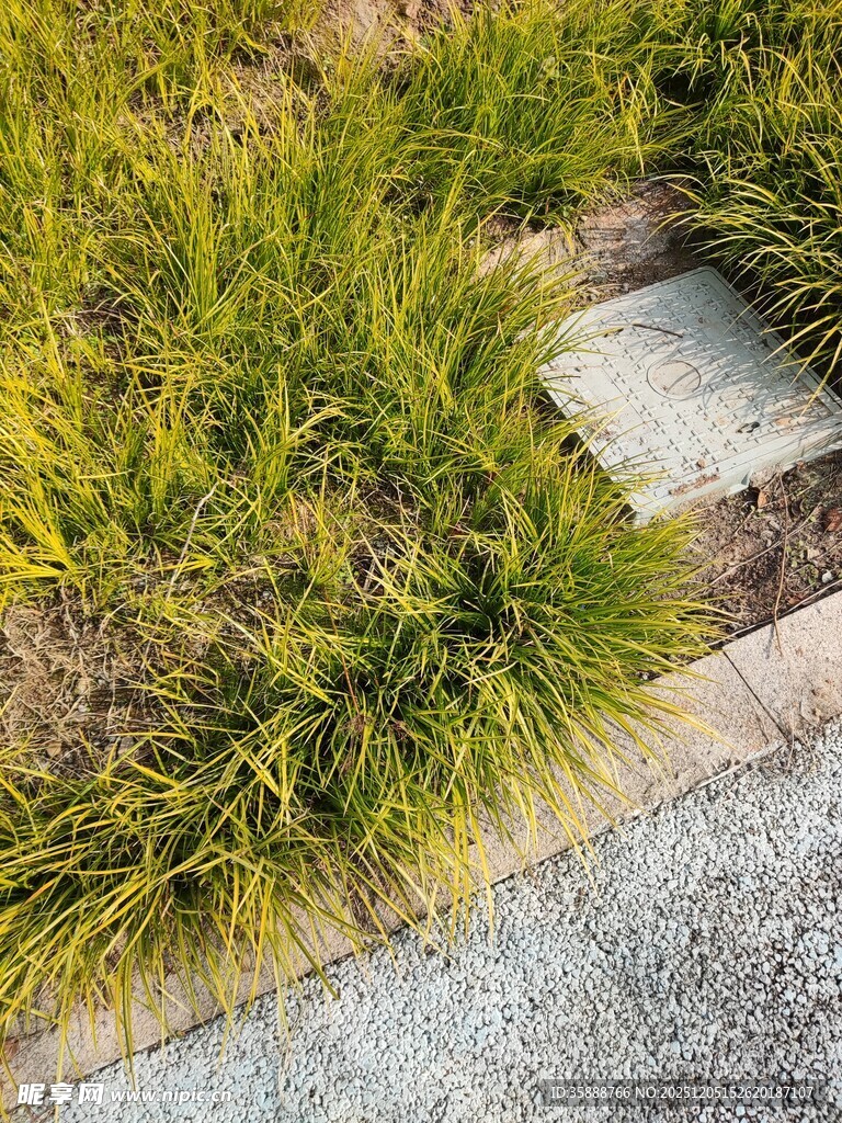 石板旁葱郁的绿色草丛